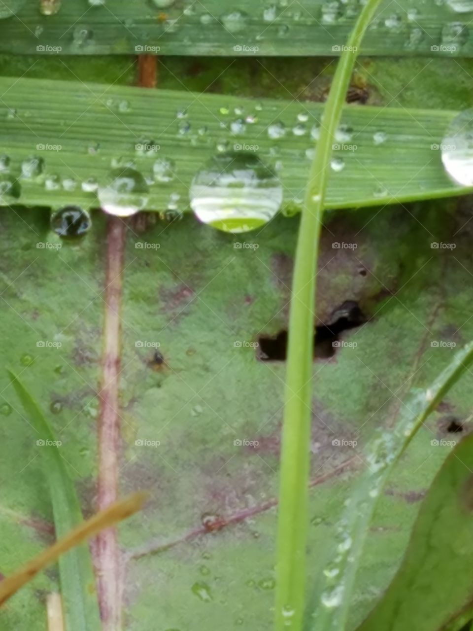 blades of grass and drops of water
