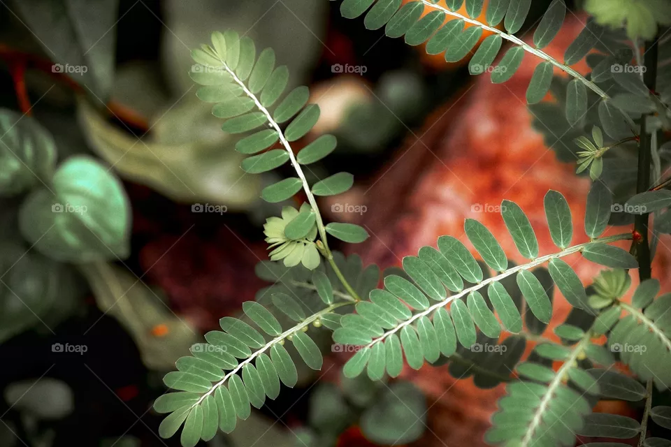 tamarind leaves