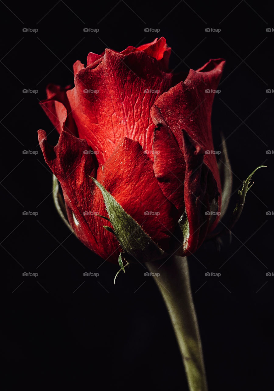 Red. Rose. Flower. Macro.