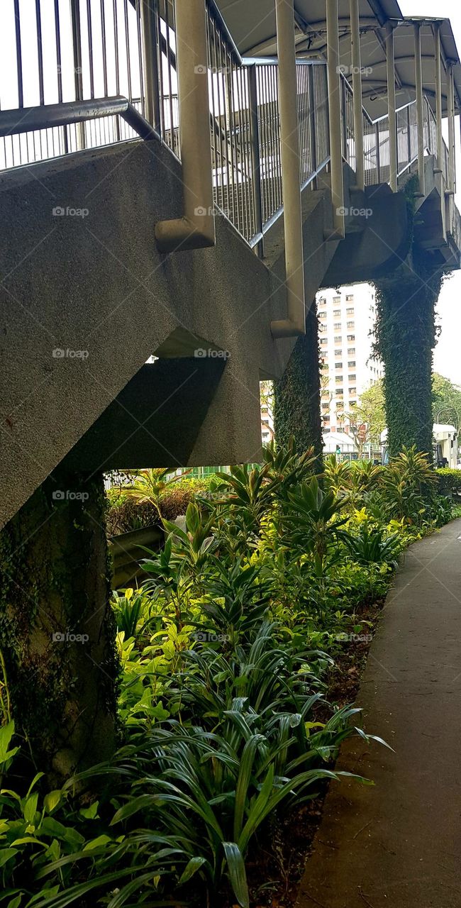 plants and creepy plants to over bridge pillers in urben area