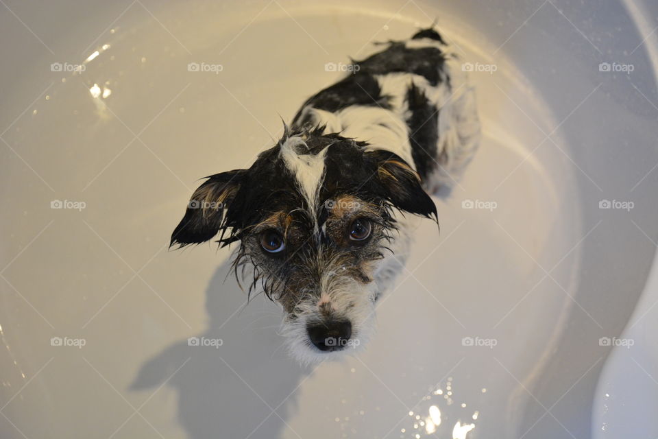 Dog in bath
