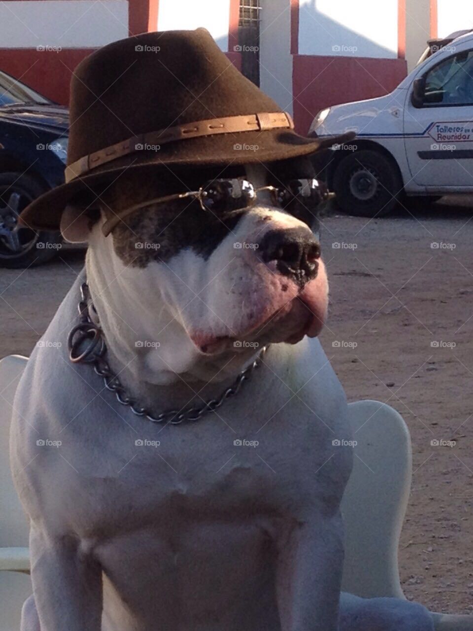 American Bulldog 