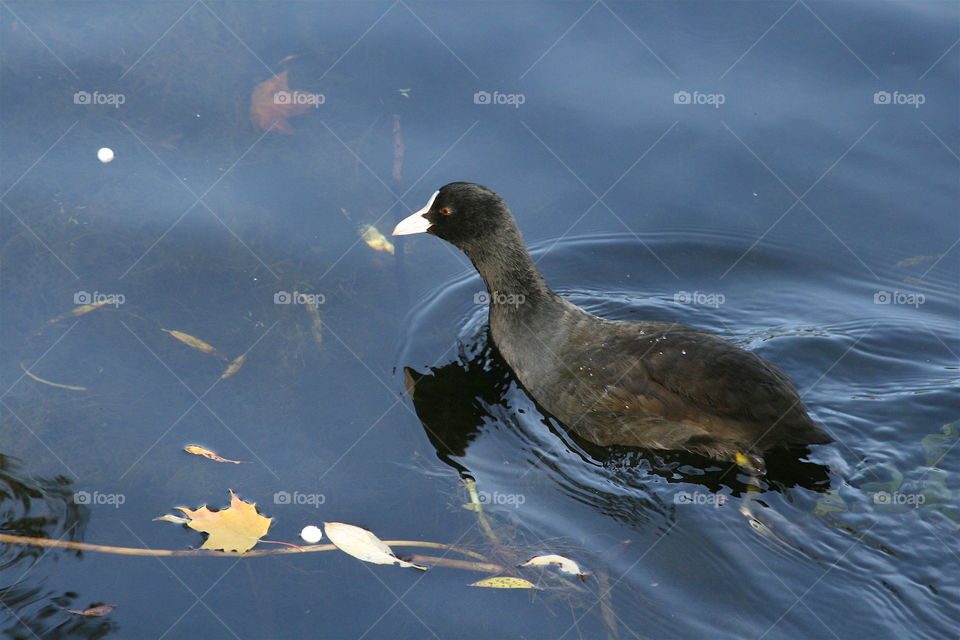 Black bird on the water