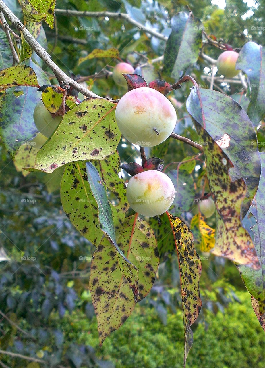 persimmons on a tree