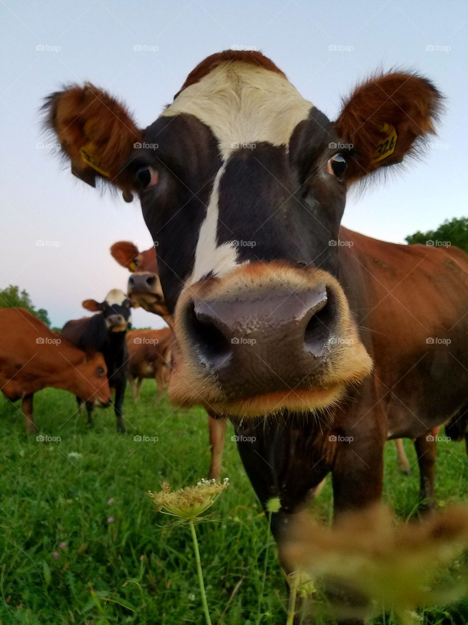Cow, Mammal, Agriculture, Farm, Pasture