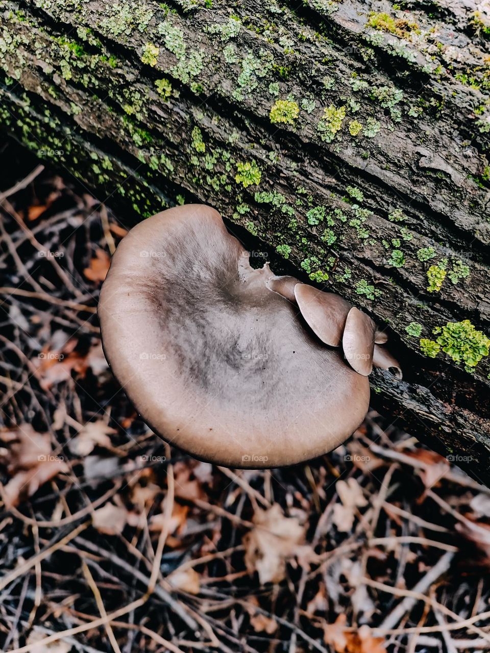 Wild oyster mushrooms Pleurotus ostreatus growing on the tree trunk, covered with bright green lichen in autumn forest