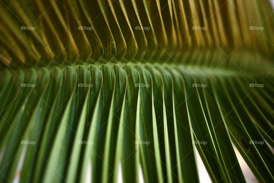 Palm Leaf