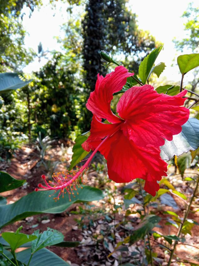 red flower