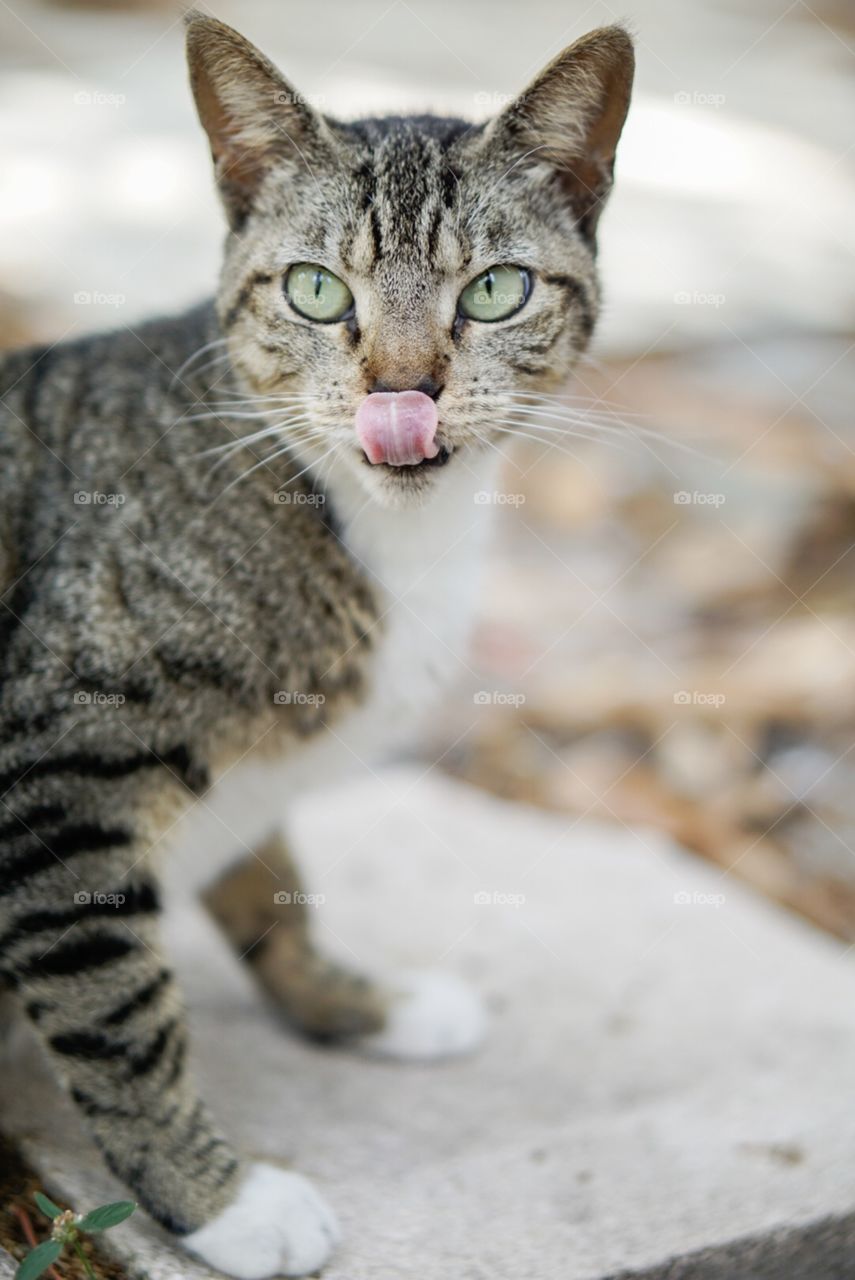 Cat, Animal, Cute, Pet, Fur