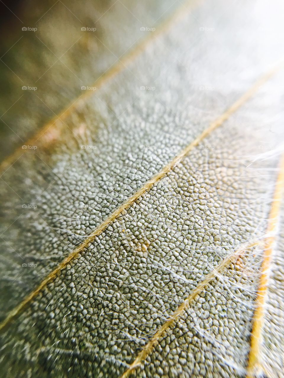 Extreme close up of a leaf.