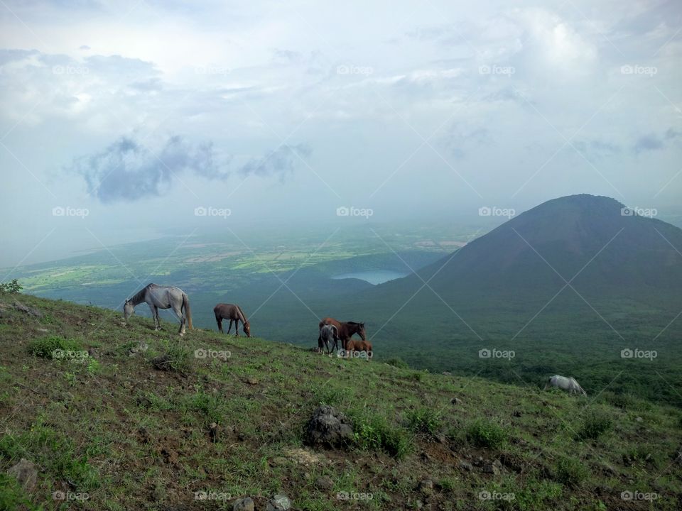 horses infront of the panoramic view of a lagoon in a volcano crater, Nicaragua