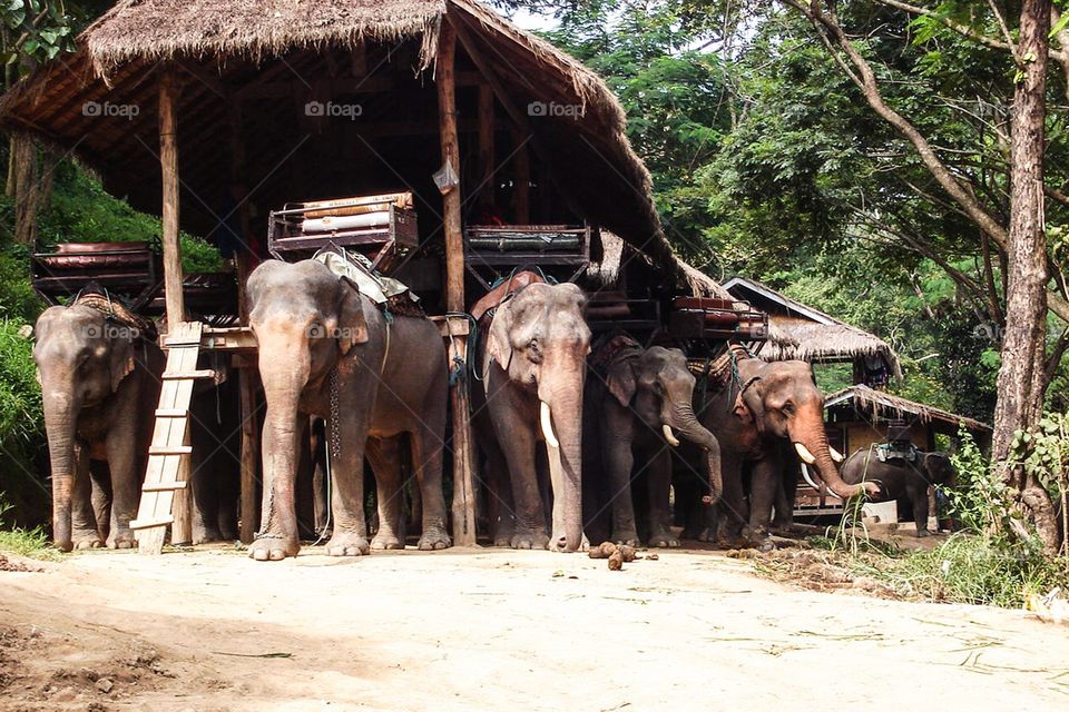 Thai elephant. Thai elephant in camp