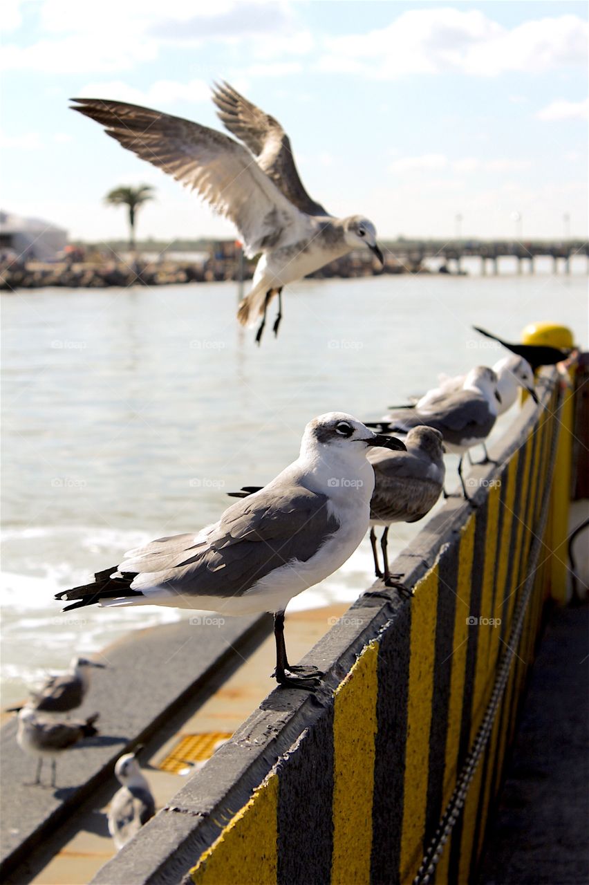 Close-up of seagulls perching near sea