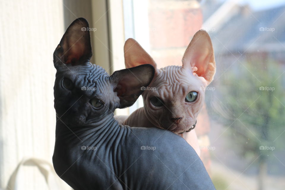 My 2 babies boys sphynx 2,5 months old