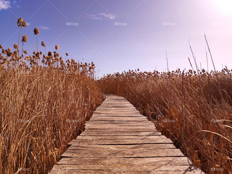 Beautiful pathway in a marsh field / wooden path in a field / Amazing nature and man-made road / blue sky over a field pathway