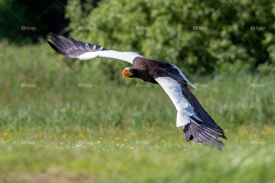 Stellers sea eagle in flight.