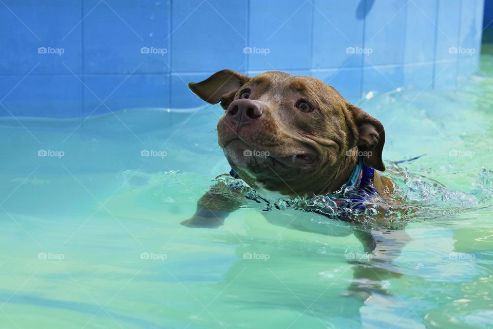 Una preciosa Pitbull en el agua