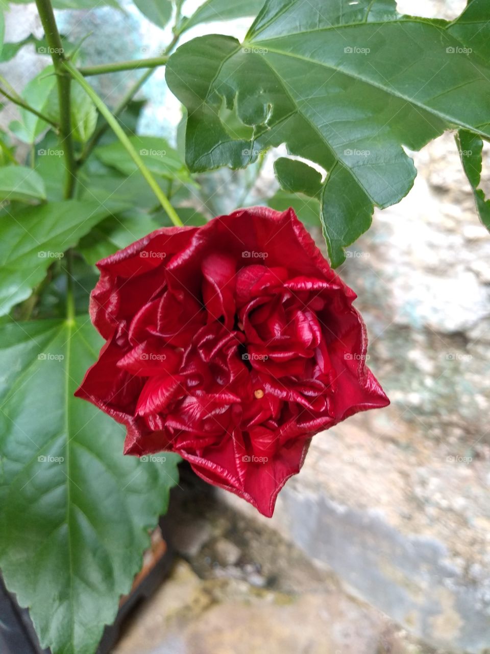red flor