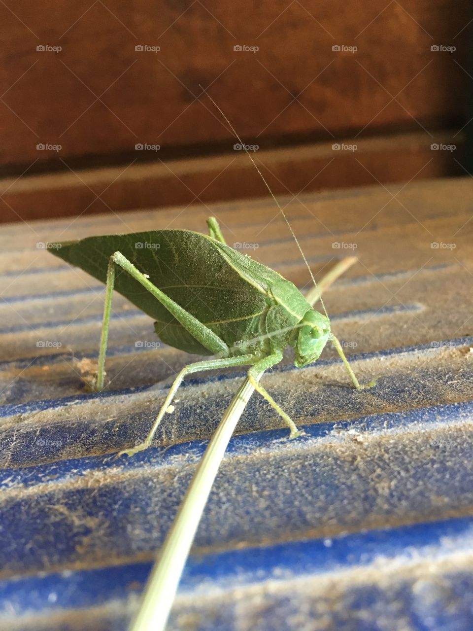 a bug that I don’t know what it is. I call it leaf bug. It was pretty cool and creepy at the same time. 