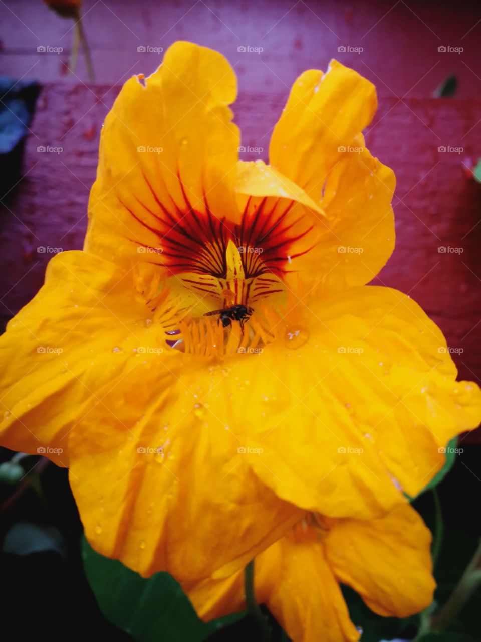 Flower with raindrops