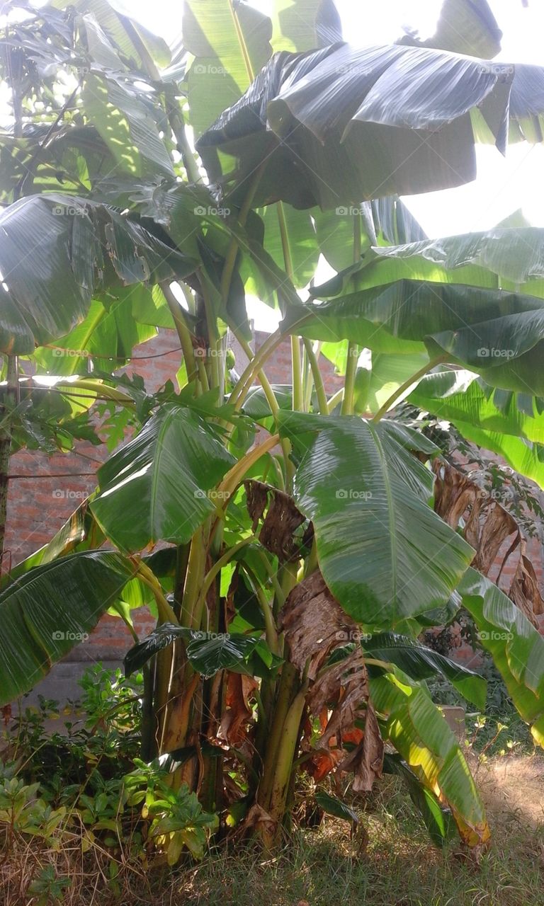 leafs of Banana