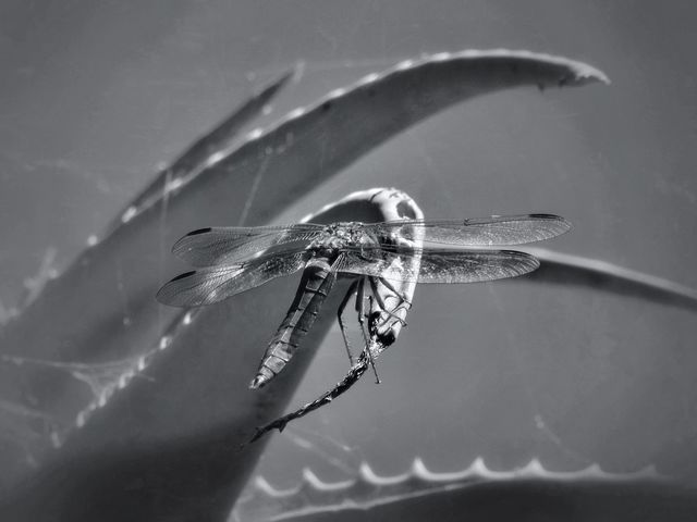 Dragonfly