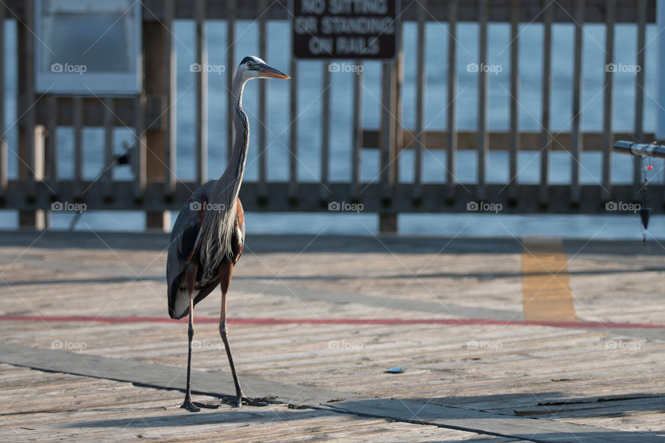 Nature, No Person, Water, Bird, Outdoors