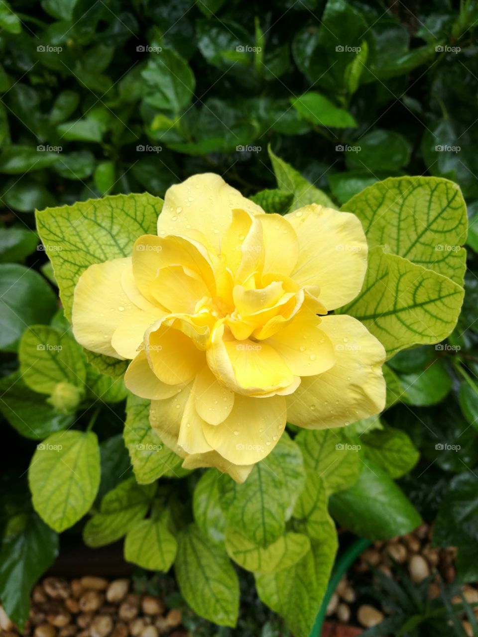 Closeup of double yellow hibiscus with green leaf background.