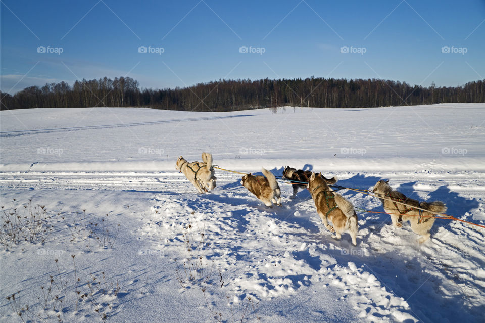 Sled dog at race in winter