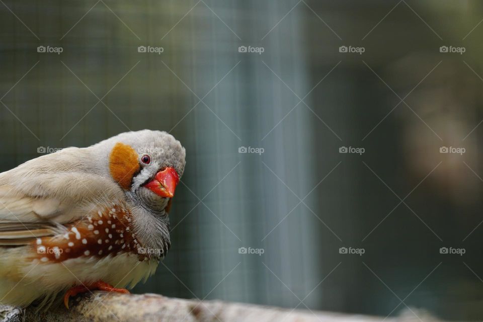 small zebra finch looking at the camera