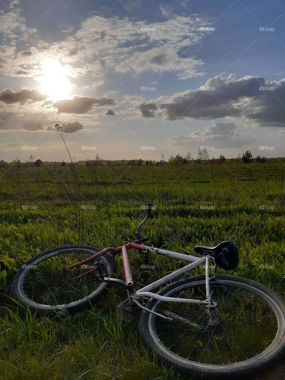 Green meadows are photographed during a bicycle ride