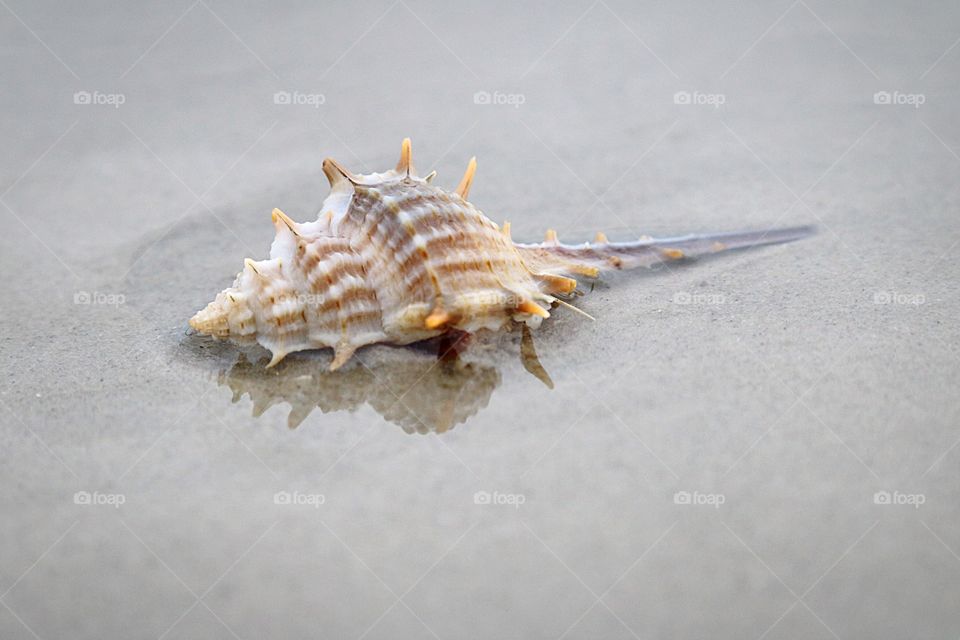Conch on sand at beach