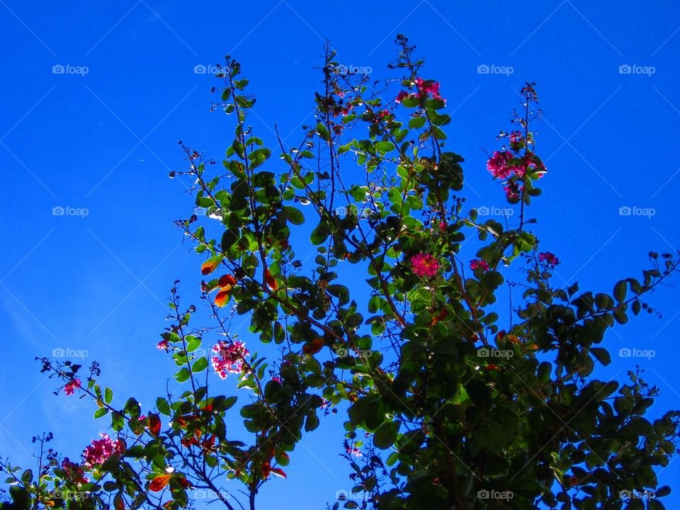 Flowers and Sky