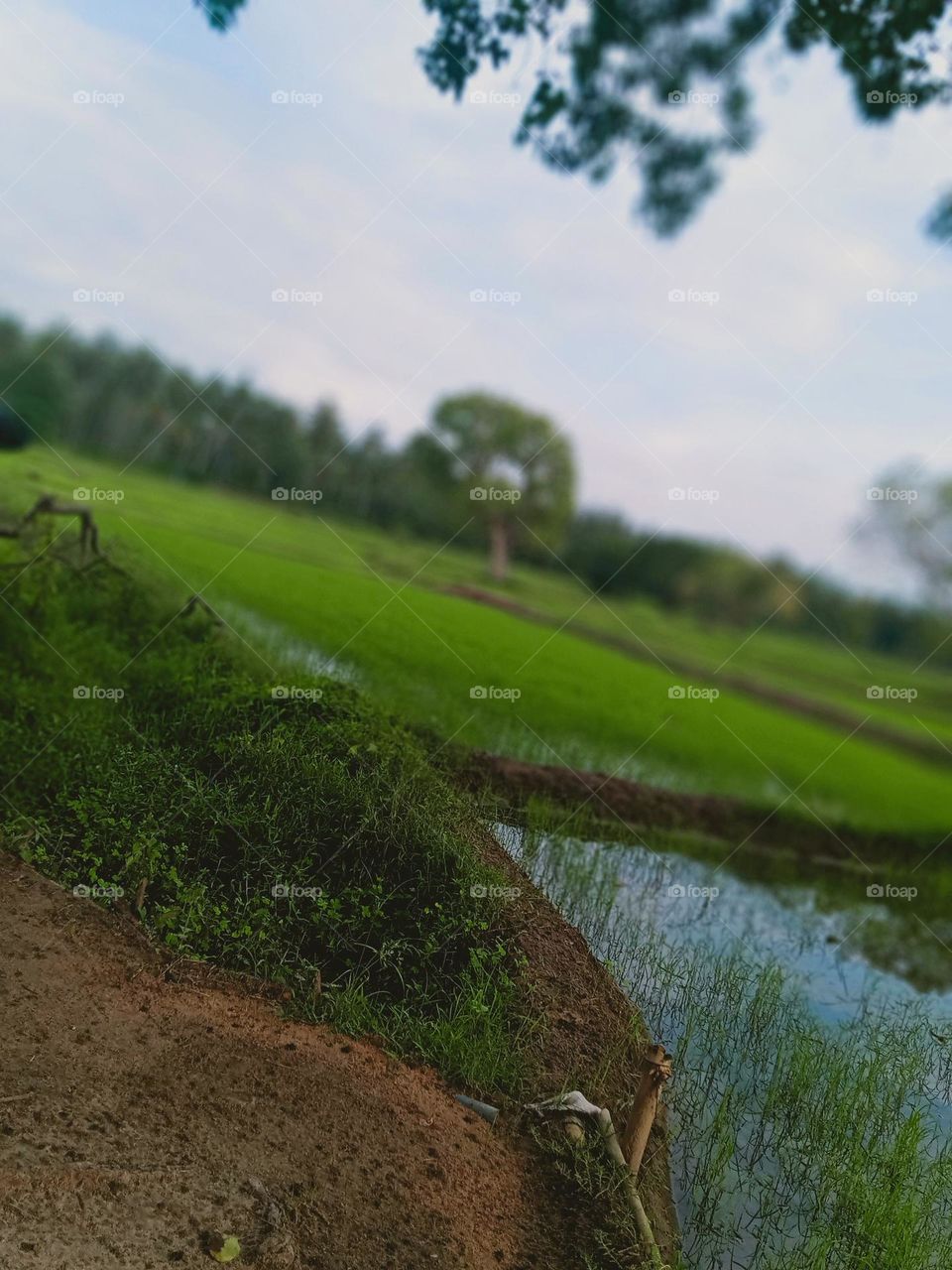 It is a beautiful environment surrounded by Paddy fields
