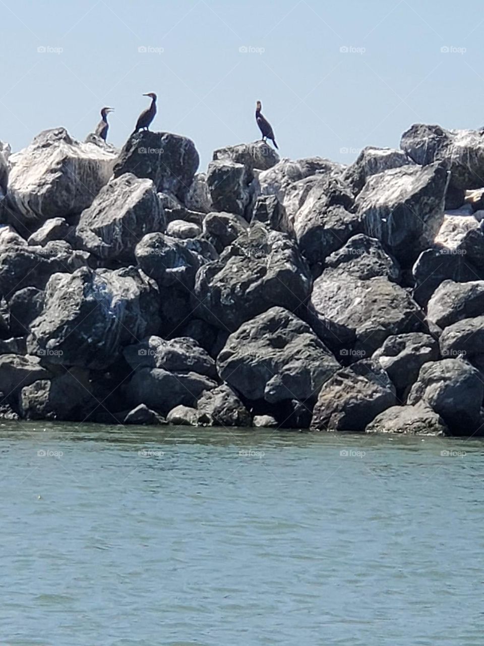 Cormorants on the stones of the Danube on a wonderful summer day