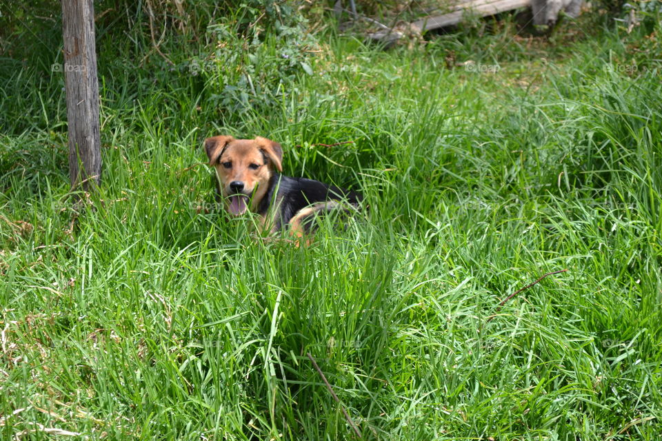 Playing in the field 