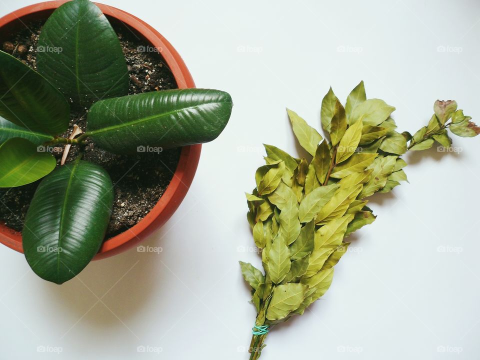 Green bouquet of laurel leaves and houseplant ficus on white background