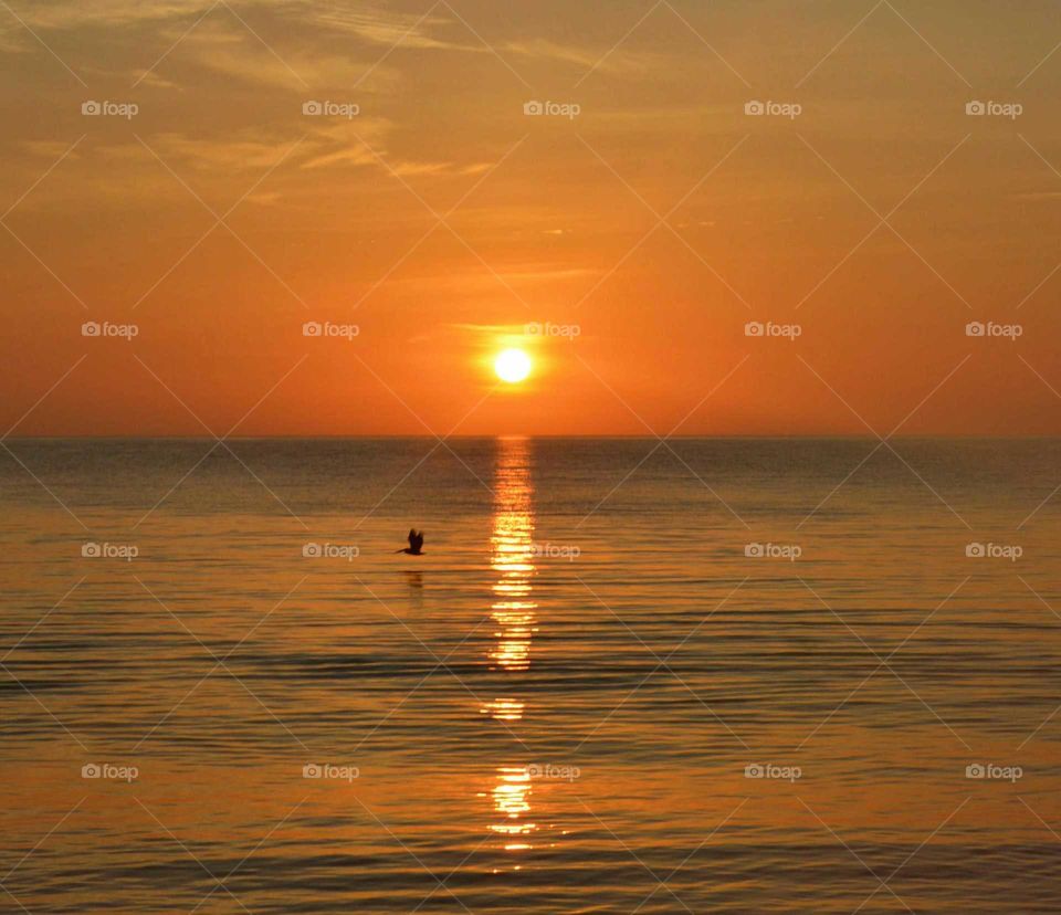 Silhouette of flying bird against sea