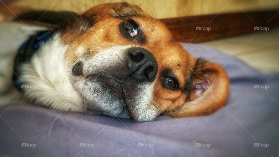 Beagle Closeup. His name is Dapper and he is quite a character. Pets are family! Unconditional Love!