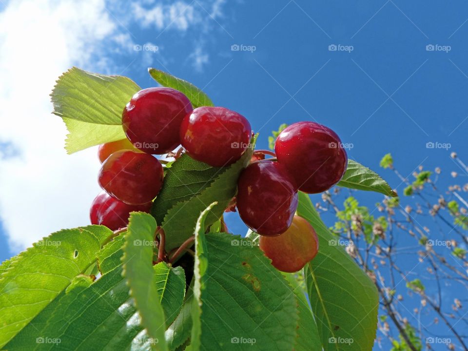 Juicy red cherries