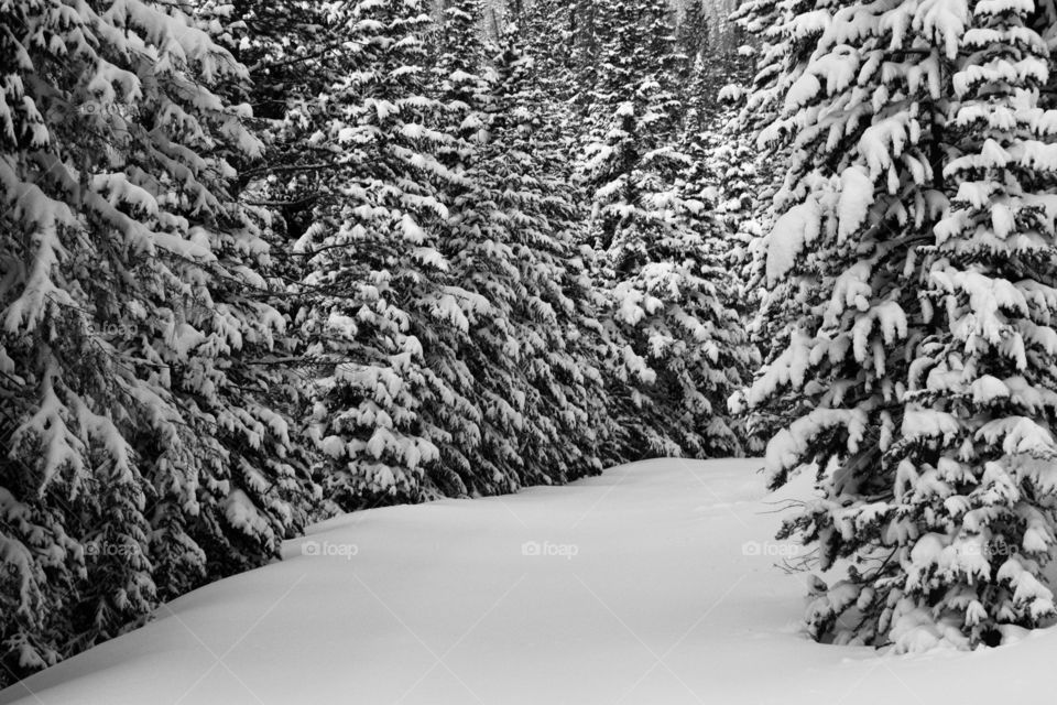 Snowfall on mountain pathway