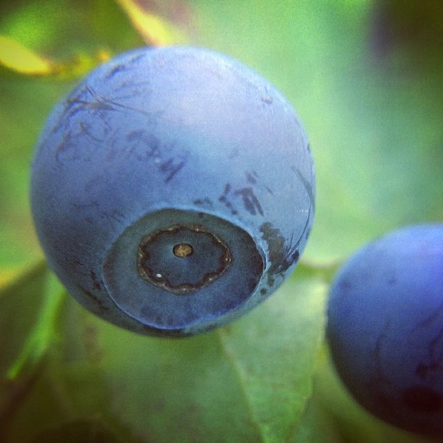 Macro