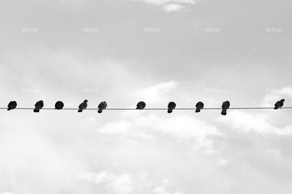 Doves on a Wire