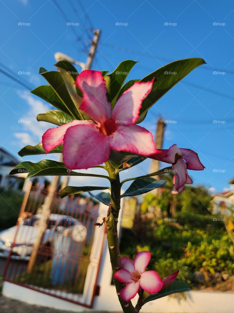 dessert rose in bloom