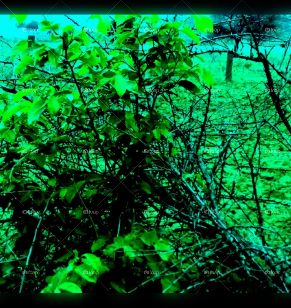 green plants