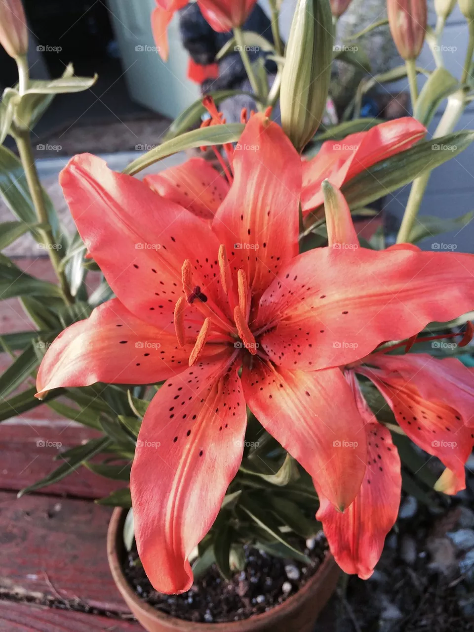 Tiger lily