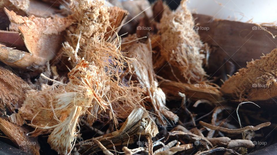 Cascas de côco. Um belo background.