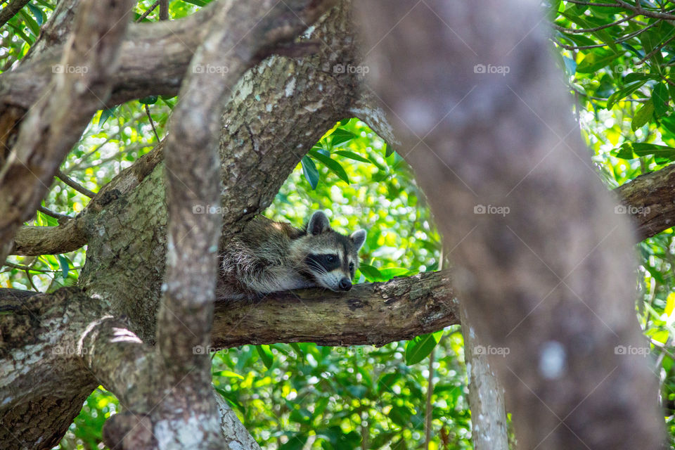 sleeping raccoon on a tree