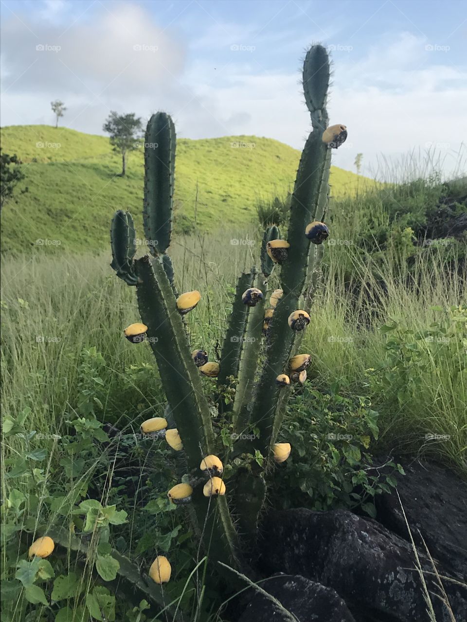 Flor de cactos.