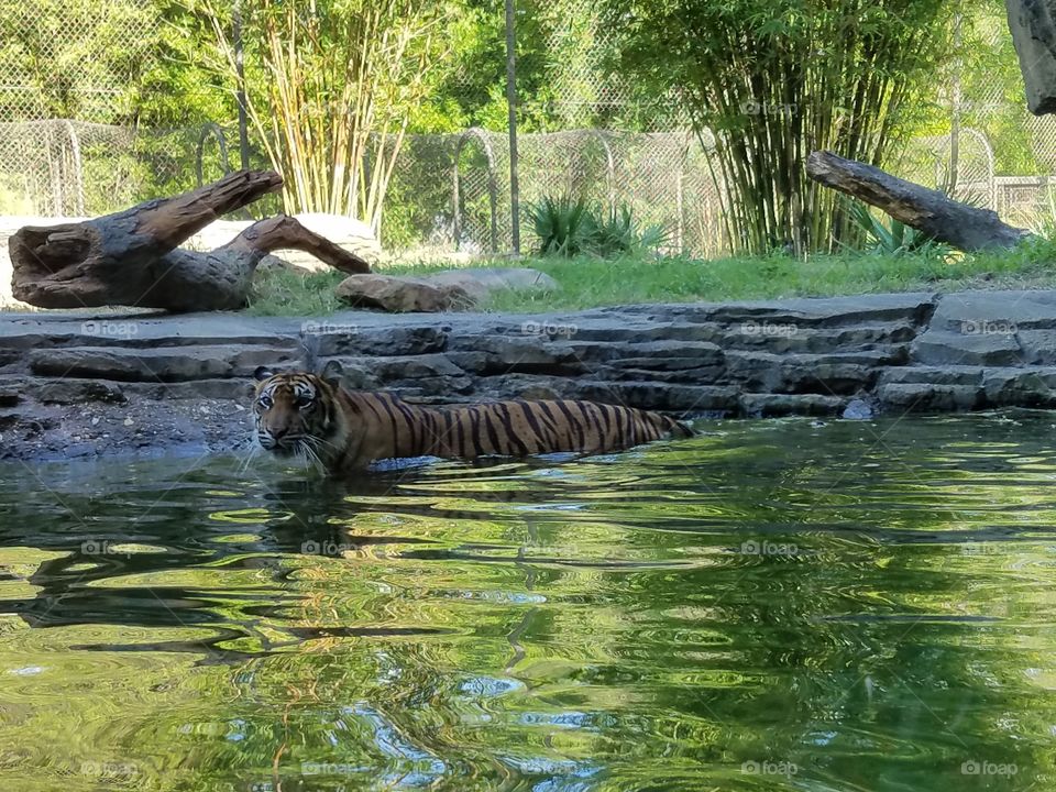 Tiger on the hunt